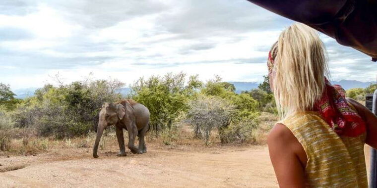 udawalawe-private-safari-all-inclusive-day-trip-with-lunch