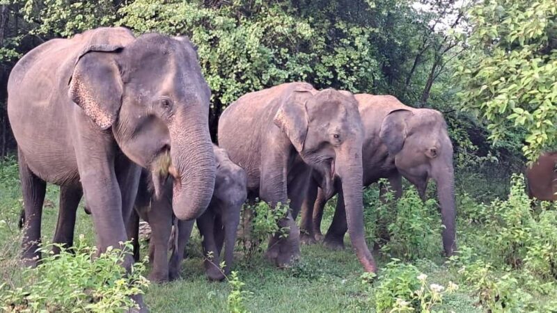 Udawalawe: Private Safari with Picnic and Hotel Pickup - What to Know Before You Go