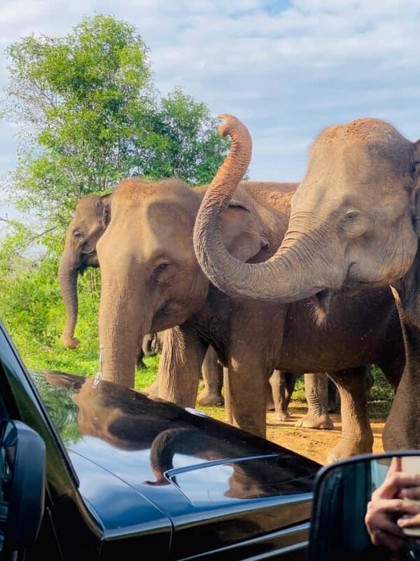 Udawalawe Safari All Inclusive Park Entrance, Jeep & Meals - Key Points