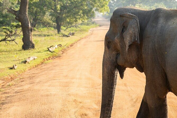 Udawalawe Safari and Authentic Sri Lankan Village Experience - Exploring the Udawalawe Safari and Village Experience: What You Need to Know