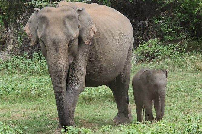 Udawalawe Safari and Authentic Sri Lankan Village Experience - Why This Tour Might Be Perfect for You