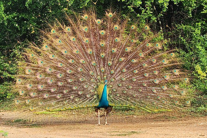 Udawalawe Safari and Authentic Sri Lankan Village Experience - FAQs