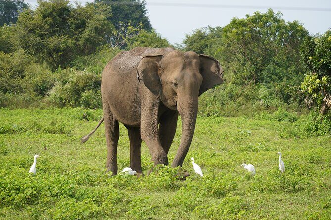 Udawalawe Safari and Galle Day Tour - An In-Depth Look at the Udawalawe Safari and Galle Day Tour