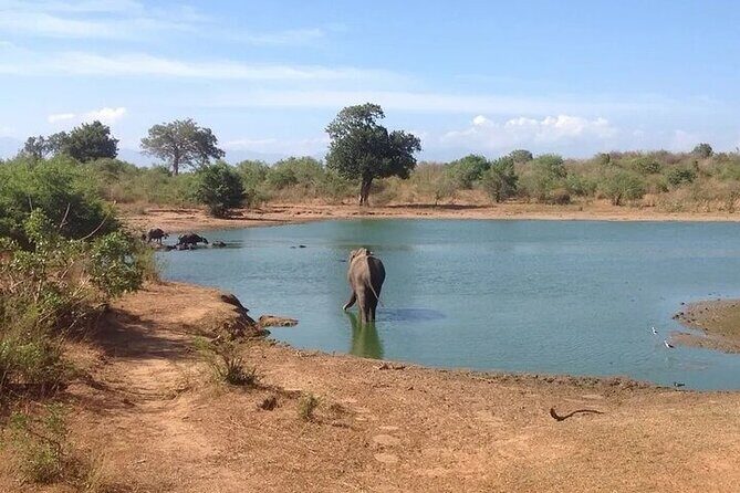 Udawalawe Safari - Introducing the Udawalawe Safari Experience