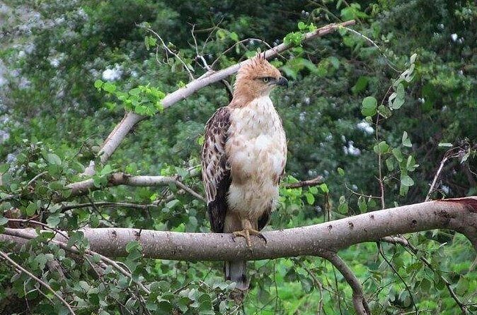 Udawalawe Safari - The Sum Up