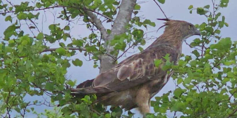 udawalawe-safari-day-tour-from-bentota-aluthgama-ahungalla