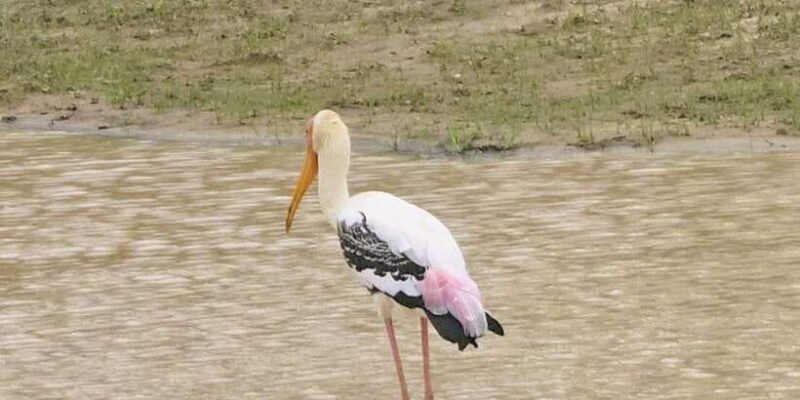 udawalawe-safari-day-tour-from-bentota-aluthgama-ahungalla