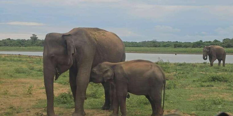 udawalawe-safari-day-tour-from-bentota-aluthgama-ahungalla