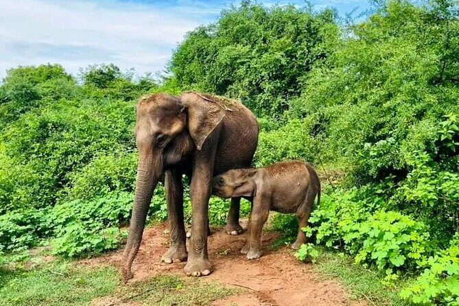 Udawalawe Safari Day Trip Elephants and Wildlife from Galle - Pricing and Value: Breaking It Down