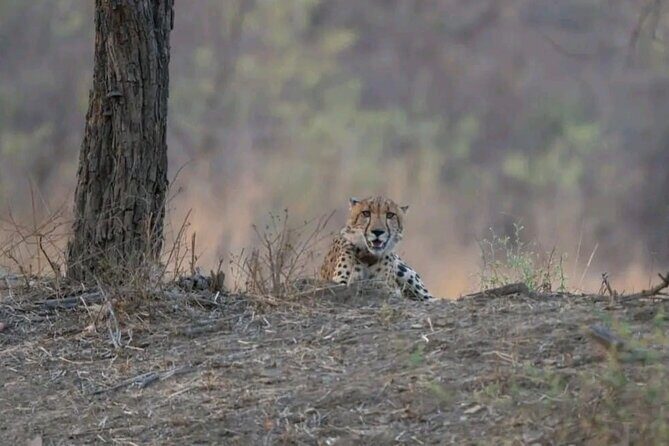 Udawalawe Safari Day Trip Elephants and Wildlife from Galle - Practical Tips to Maximize Your Safari