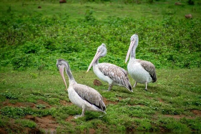 Udawalawe Safari Day Trip Elephants and Wildlife from Galle - Who Should Consider This Tour?