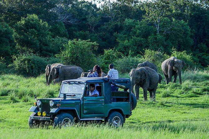 Udawalawe Safari Day Trip with Return Transport - All Inclusive - Key Points