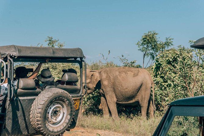 Udawalawe Safari & Elephant Transit Home Visit with Lunch from Hambantota Harbor - FAQs