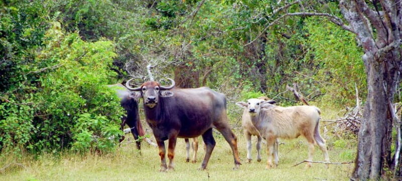 Udawalawe Safari Private Day Trip with Lunch - All Inclusive - The Cost-Value Balance