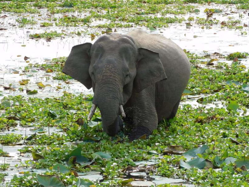 Udawalawe Safari Tour from Hambantota Port (Shore Excursion) - What to Expect from the Tour