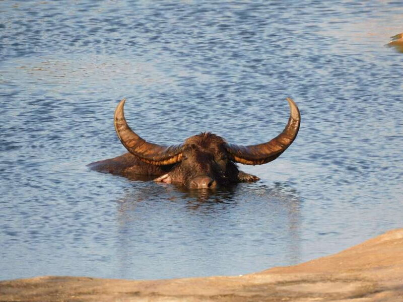 Udawalawe Safari Tour from Hambantota Port (Shore Excursion) - FAQ