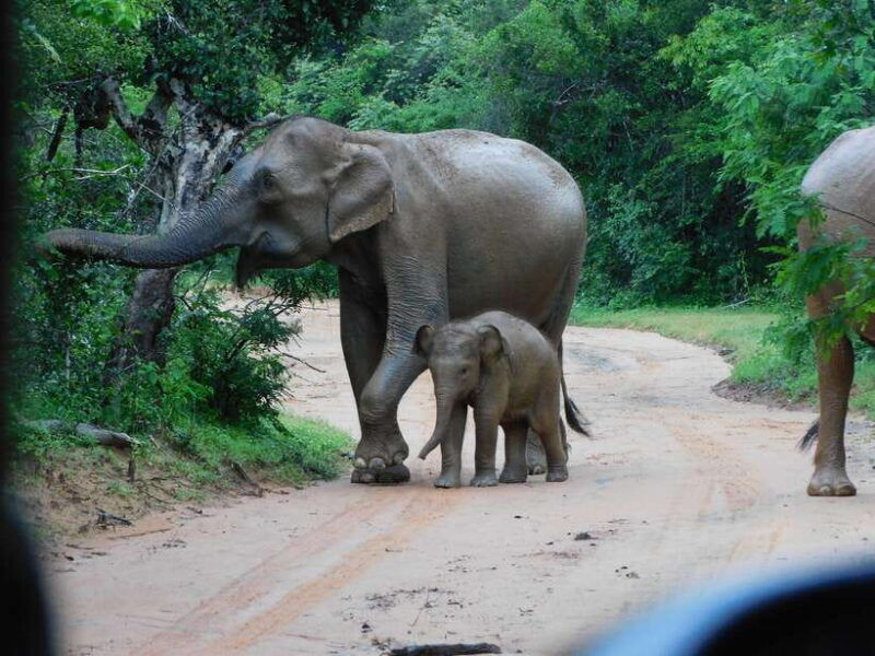 udawalawe-safari-tour-from-hambantota-portshore-excursion