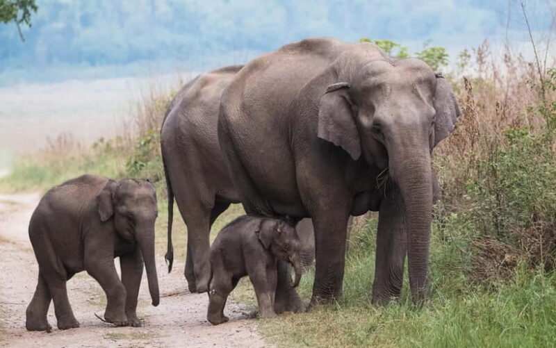Udawalawe Safari Tour from Tissamaharama/Yala/Hambantota - An Introduction to the Udawalawe Safari Experience
