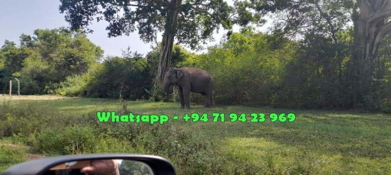 udawalawe-safari-w-tush-pickup-from-ella-drop-at-mirissa