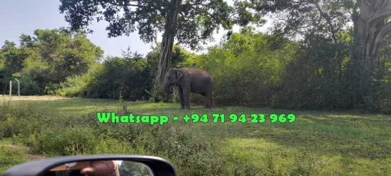 udawalawe-safari-w-tush-pickup-from-ella-drop-at-mirissa