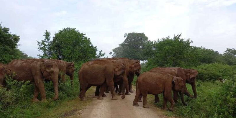 udawalawe-udawalawa-national-park-half-day-safari-tour