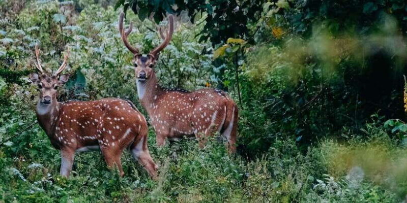 udawalawe-udawalawa-national-park-half-day-safari-tour