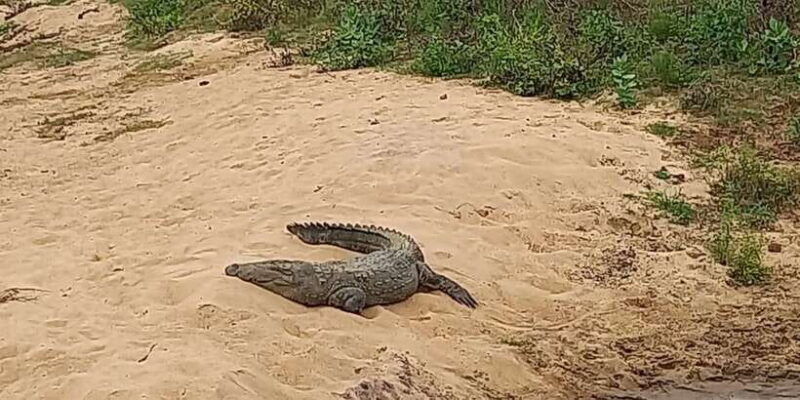 udawalawe-wild-safari-tours-10-hours-safari