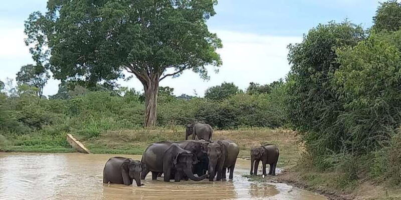 udawalawe-wild-safari-tours-10-hours-safari