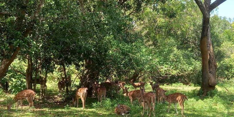 udawalawe-wild-safari-tours-10-hours-safari