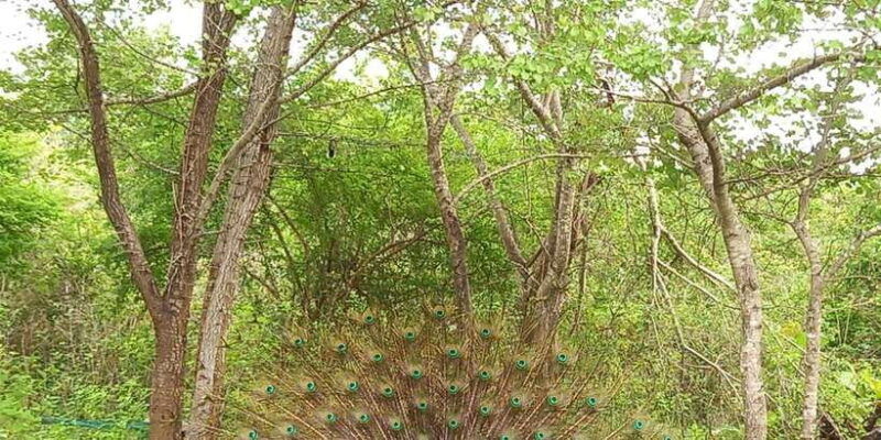 udawalawe-wild-safari-tours-10-hours-safari