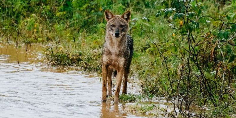 udawalawe-wild-safari-tours-7-hours-all-inclusive