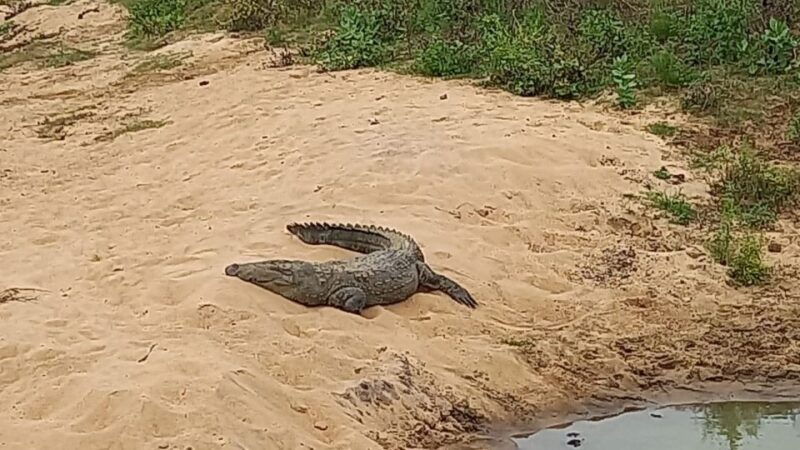 udawalawe-wild-safari-tours-7-hours-all-inclusive