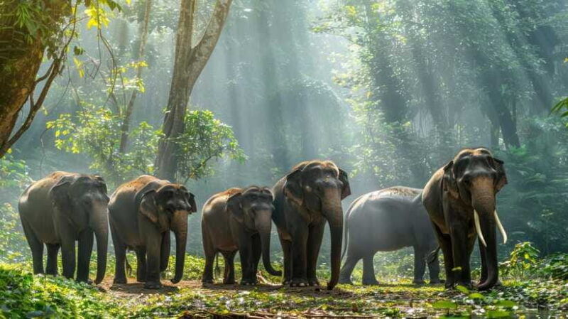 udawalawetickets-lux-jeep-safari-elephant-orphanage-visit