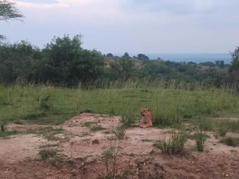 Uganda: 1-Day Murchison Falls Park Safari with Boat Cruise - Pricing and Value