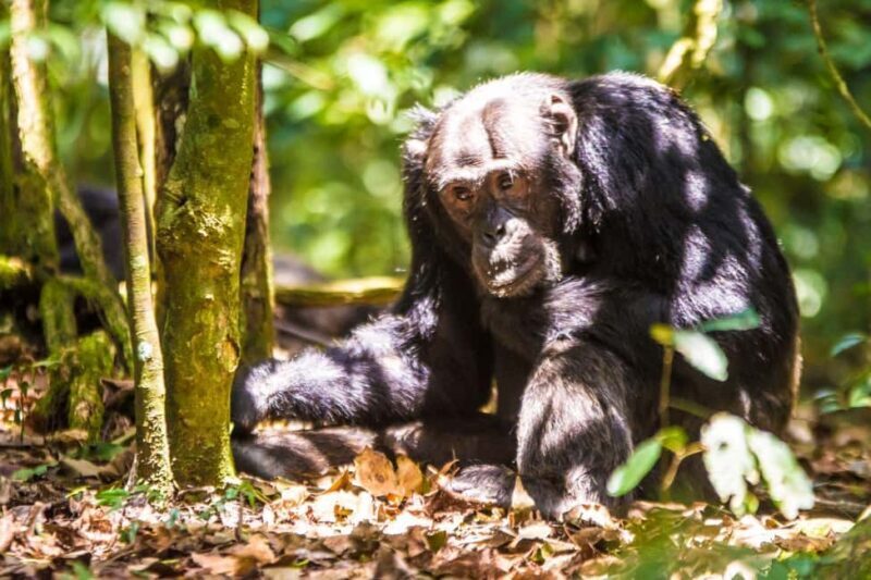Uganda : 1-Day Ngamba Sanctuary for Chimpanzee Tour - Key Points