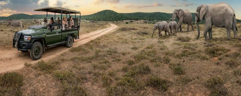 Uganda: 10-Day Safari from Entebbe to Murchison Falls - Exploring Uganda’s Wildlife and Landscapes