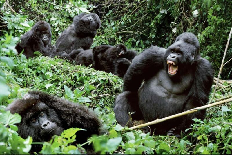 Uganda: 10-Day Safari from Entebbe to Murchison Falls - FAQ