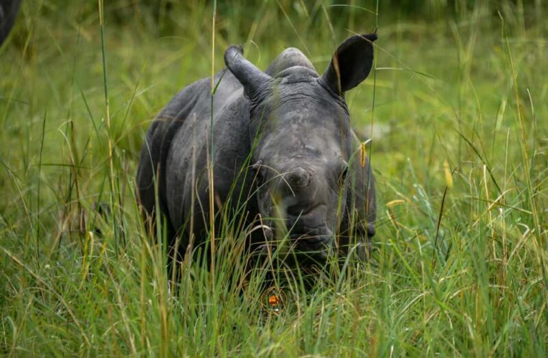Uganda 10-Day wild and primate safari. - Key Points