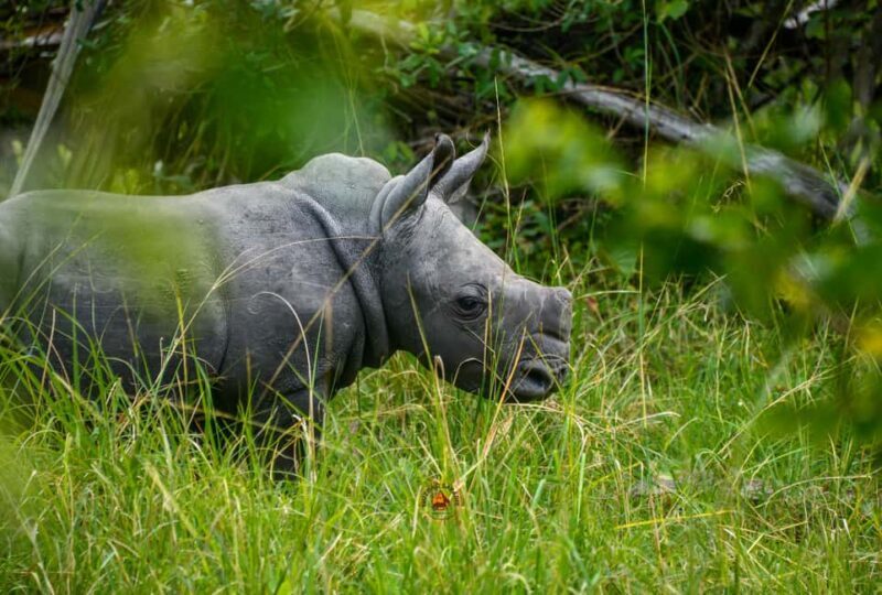 Uganda 10-Day wild and primate safari. - Exploring Uganda’s Highlights: Murchison Falls and Beyond