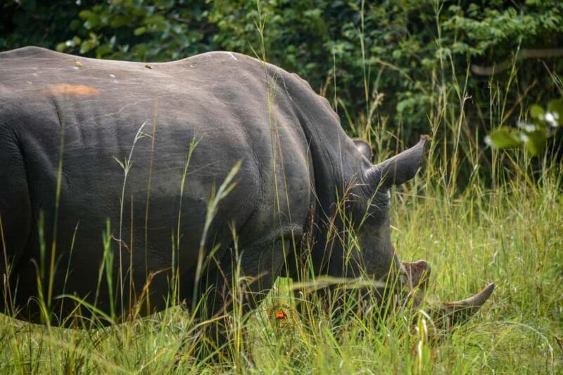 Uganda 10-Day wild and primate safari. - FAQ