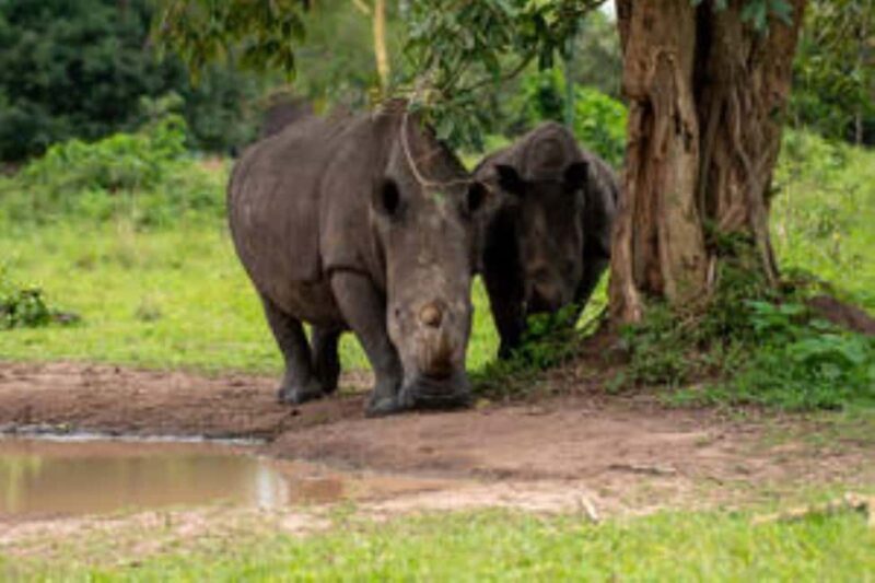 Uganda: 14-Day Wildlife & Gorillas Adventure-Midrange Trip - Exploring Uganda in Detail