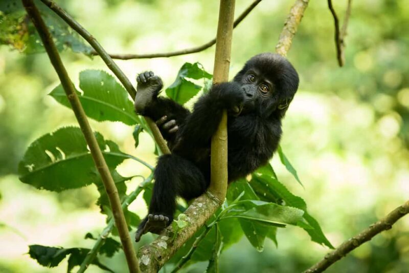 Uganda: 17-Day Honeymoon Safari with Gorilla Trekking - An In-Depth Look at the 17-Day Uganda Safari