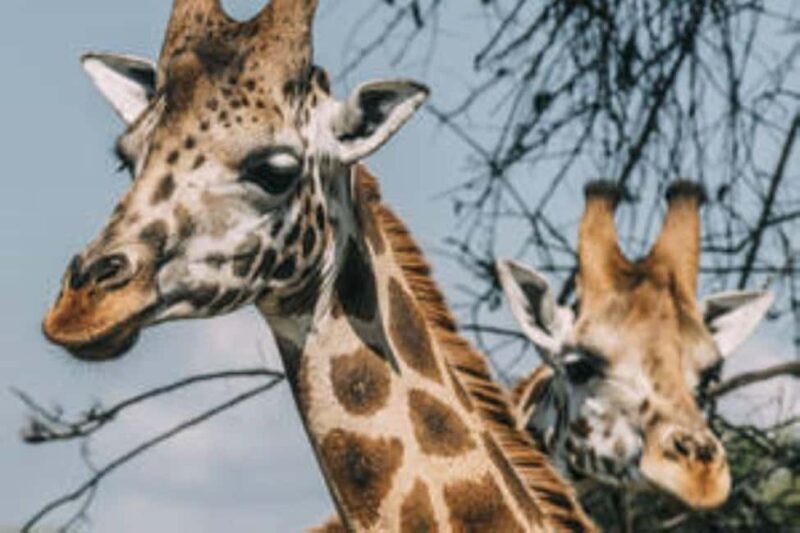 Uganda: 18-Day Wildlife & Gorilla Trekking Safari - Introduction: An Authentic Ugandan Adventure