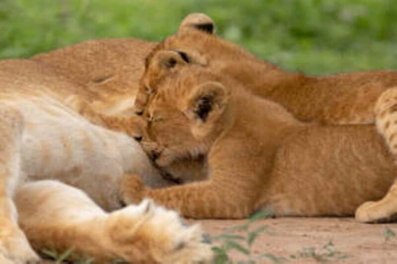 Uganda: 18-Day Wildlife & Gorilla Trekking Safari - The Value of This Tour