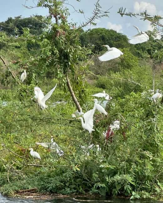 Uganda: 2-Day Murchison Falls National Park Safari and Big 5 - Practical Tips for Travelers
