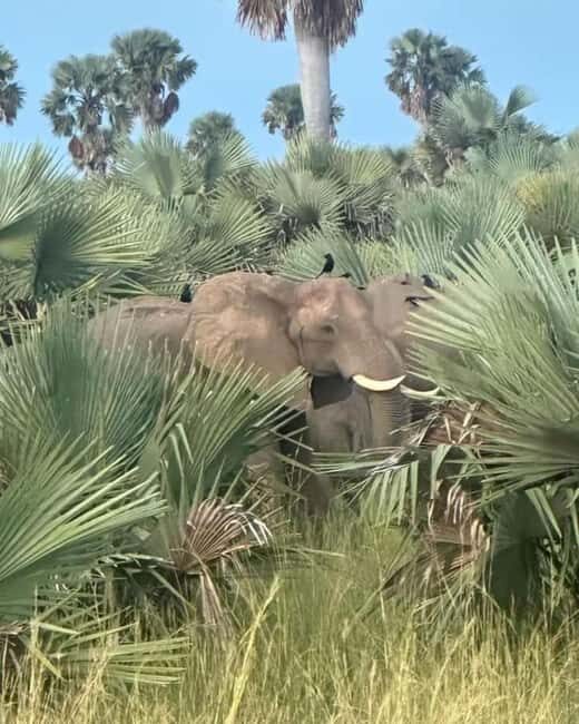 Uganda: 2-Day Murchison Falls National Park Safari and Big 5 - FAQ