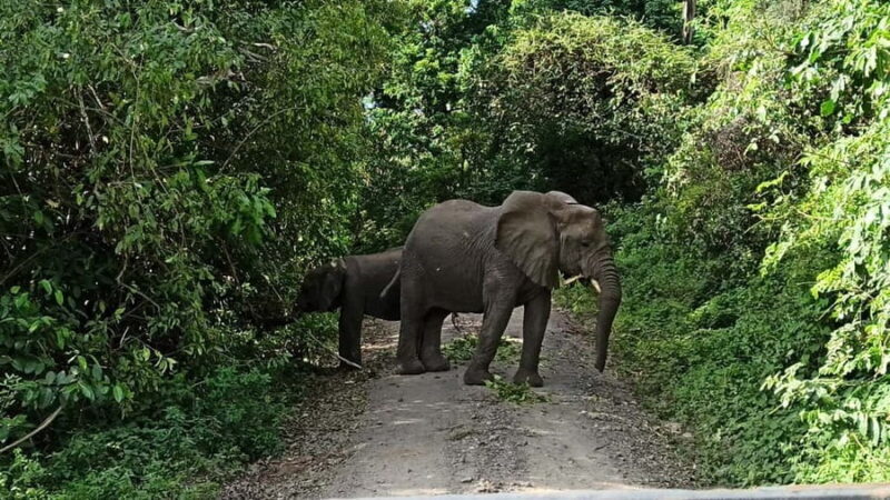 Uganda: 2-Day Queen Elizabeth National Park Safari - Key Points  