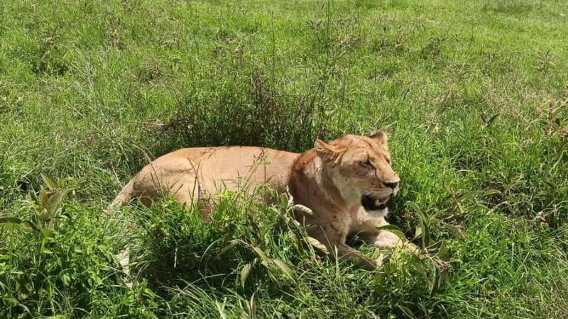 Uganda: 2-Day Queen Elizabeth National Park Safari - An In-Depth Look at the 2-Day Safari Experience  
