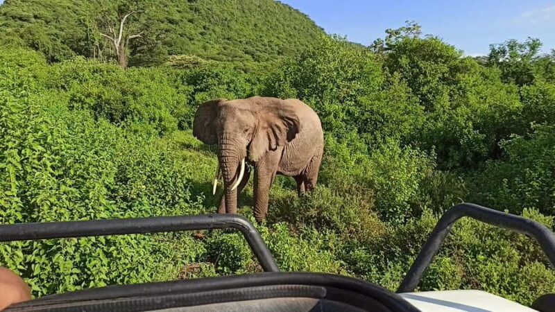 Uganda: 2-Day Queen Elizabeth National Park Safari - Who Should Consider This Tour?  