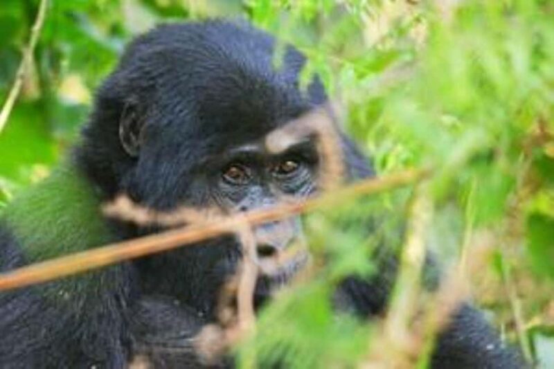Uganda: 3-Day Amazing Gorilla Trekking - Uganda: 3-Day Amazing Gorilla Trekking Review